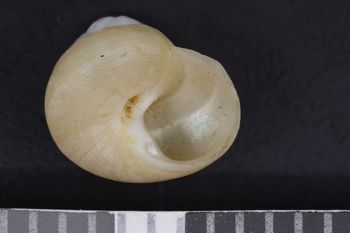 Media type: image;   Malacology 89661 Description: Image of dry shell. Photographed for a researcher request.;  Aspect: APO